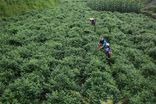 可堆叠ミニ温室で観葉植物をおしゃれに飾る方法