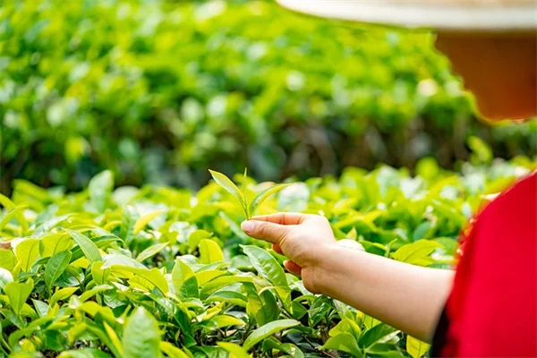 スマートスプリンクラーシステムは無駄？実際に使った節水効果と導入のコツ