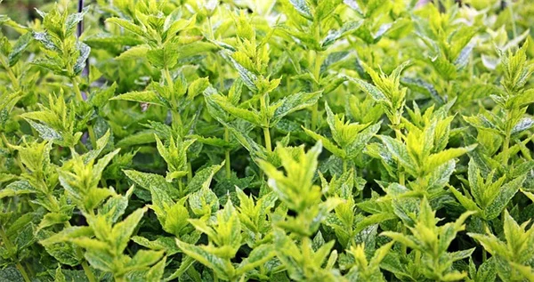 花壇の草取りはなぜ難しい？プロが教える予防と対策の完全ガイド