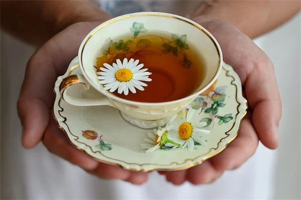 プロの園芸家が買わない人気の植物6選｜その理由に納得！