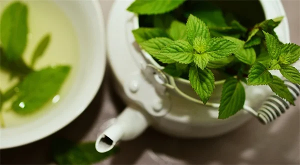 深色外壁の植栽で失敗しない！相性抜群の植物選びと配色テクニック