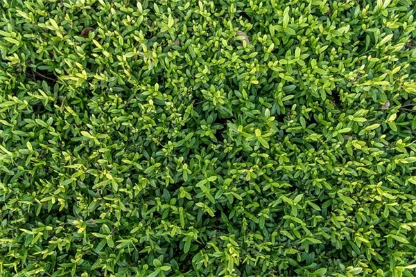 あなたの庭が生態系に変わる!Rewilding実践の5つのステップ
